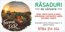 Vânzăre rasaduri