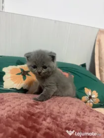 Pui british shorthair