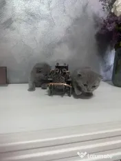 Pui british shorthair 