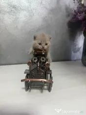 Pui british shorthair 