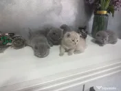 Pui british shorthair 