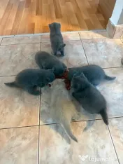 Pui british shorthair 