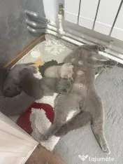 Pui british shorthair 