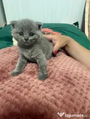 Pui british shorthair 