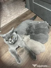 Pui british shorthair 