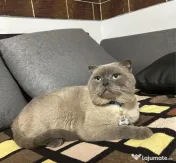 Pui british shorthair 