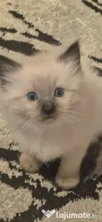 pui pisică birmaneza de 2luni