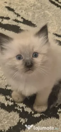 pui pisică birmaneza de 2luni 
