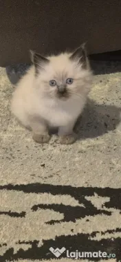 Pui pisică birmaneza de 2 luni 