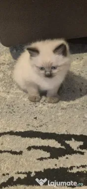 Pui pisică birmaneza de 2 luni 