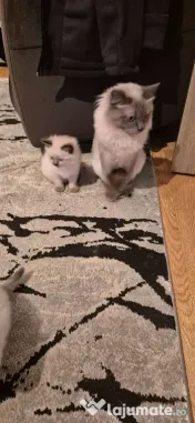 Pui pisică birmaneza de 2 luni 