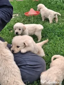 Pui catei Golden