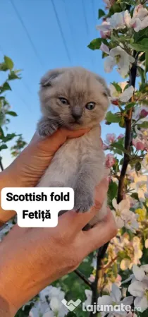 Pui de pisica scottish băieței si fetite