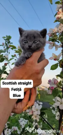 Pui de pisica scottish băieței si fetite