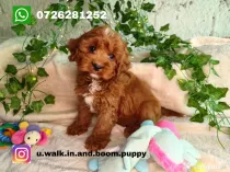 Vand Cavapoo F1b red