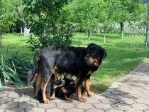 Rottweiler,mascul si femela.