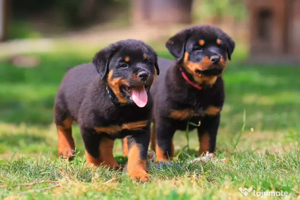 Rottweiler,mascul si femela.