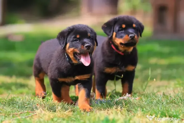 Rottweiler,mascul si femela.