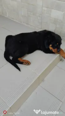 Vand pui rottweiler,masculi si femele.