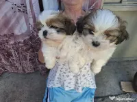 Catei shih-tzu nascuti la 07.04.2026 