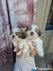 Catei shih-tzu nascuti la 07.04.2026 