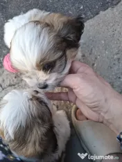 Catei shih-tzu nascuti la 07.04.2026 