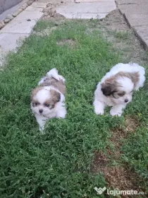 Catei shih-tzu nascuti la 07.04.2026