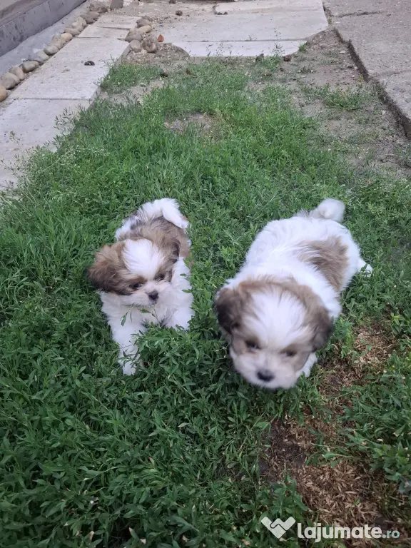 Catei shih-tzu nascuti la 07.04.2026