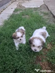 Catei shih-tzu nascuti la 07.04.2026 