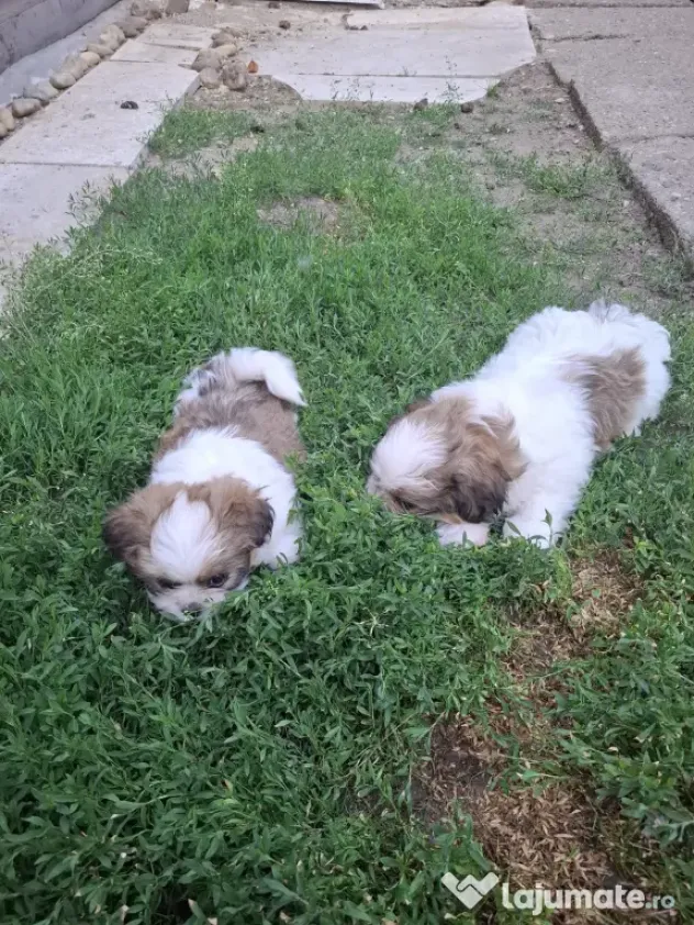 Catei shih-tzu nascuti la 07.04.2026