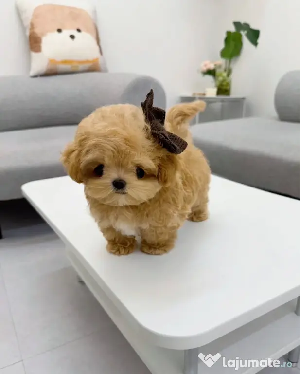 Maltipoo Mini Toy