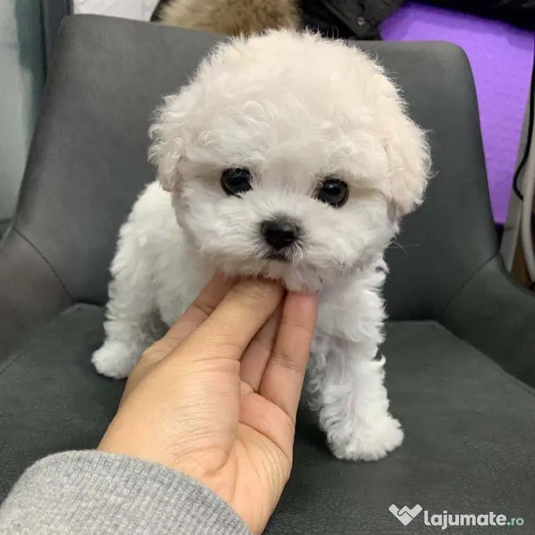 Maltipoo Mini Toy