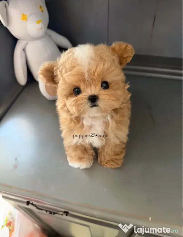 Maltipoo Mini Toy