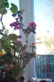 Apartament cu trei camere situat in Busteni 