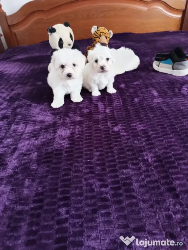 Bichon maltez foarte frumosi