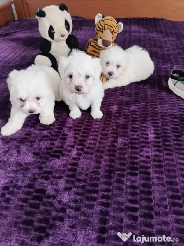 Bichon maltez foarte frumosi