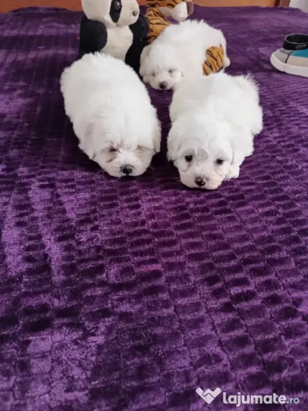 Bichon maltez foarte frumosi