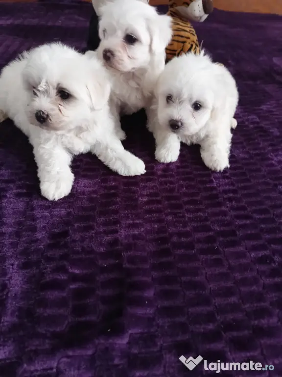 Bichon maltez foarte frumosi