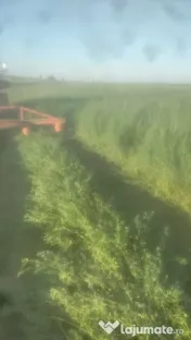 Vand baloti lucerna, 500-600 bucati, la fata locului 