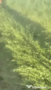 Vand baloti lucerna, 500-600 bucati, la fata locului 