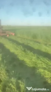 Vand baloti lucerna, 500-600 bucati, la fata locului 