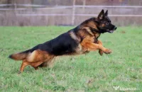 Pui ciobanesc german cu pedigree