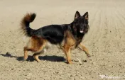 Pui ciobanesc german cu pedigree