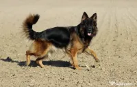 Pui ciobanesc german cu pedigree