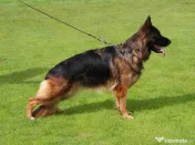 Pui ciobanesc german cu pedigree