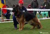 Pui ciobanesc german cu pedigree