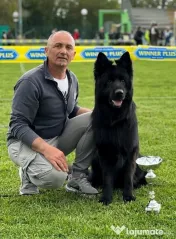 Pui ciobanesc german cu pedigree