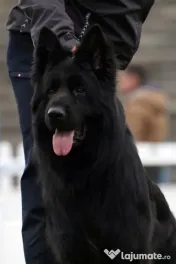 Pui ciobanesc german cu pedigree