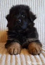 Pui ciobanesc german cu pedigree