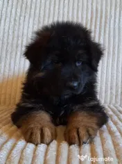 Pui ciobanesc german cu pedigree